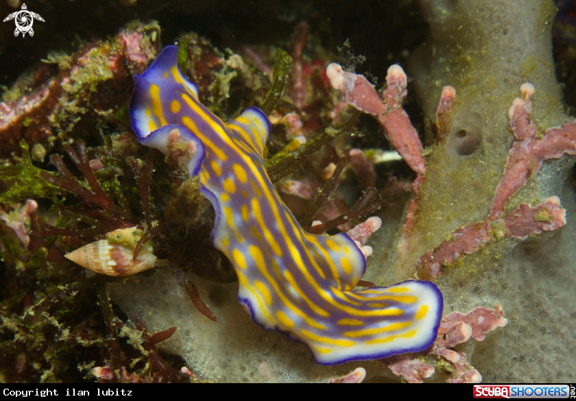 A flat worm
