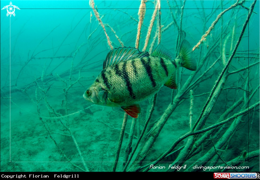 A 	Freshwater Vision