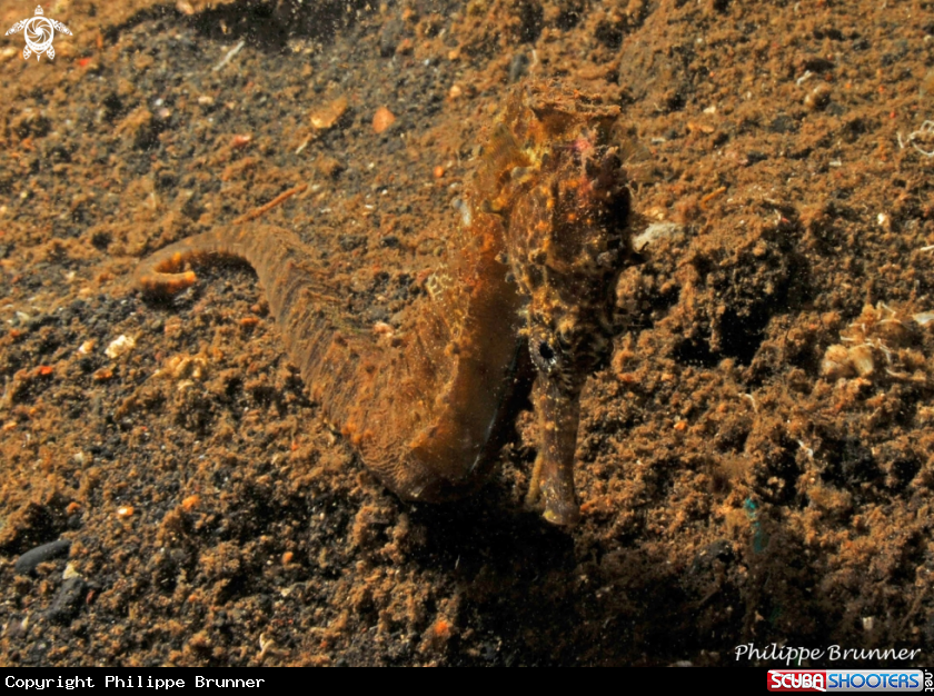 A Sea horse