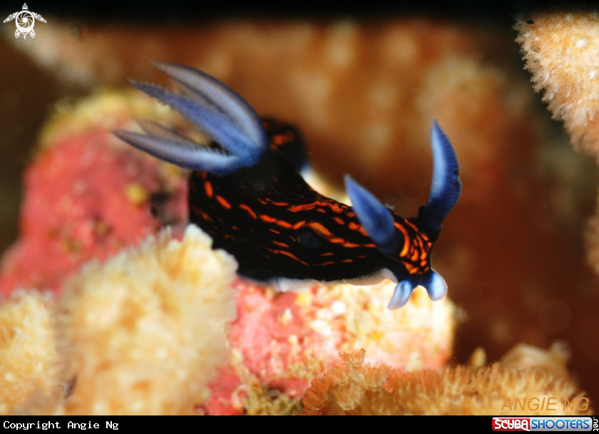 A Nudi