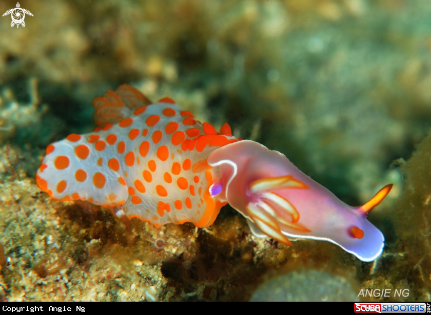 A Nudi
