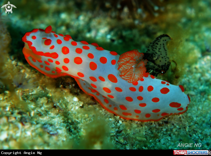 A Nudi