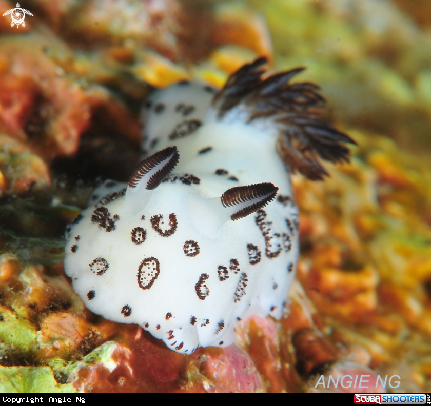 A Nudi