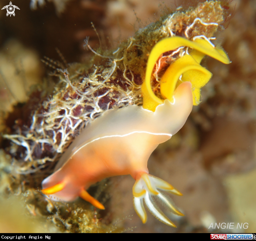 A Nudi