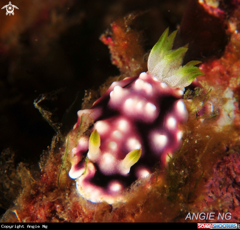 A Nudi