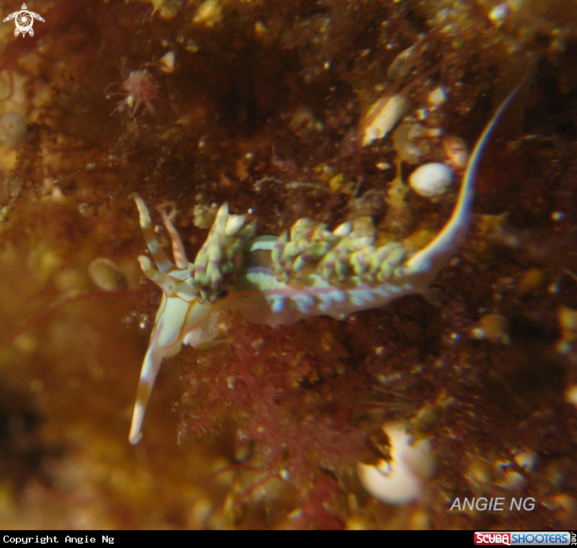 A Nudi