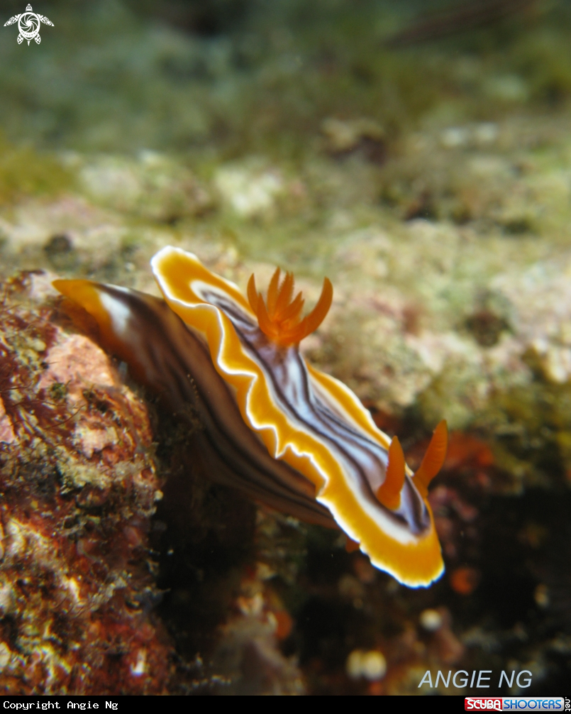 A Nudi