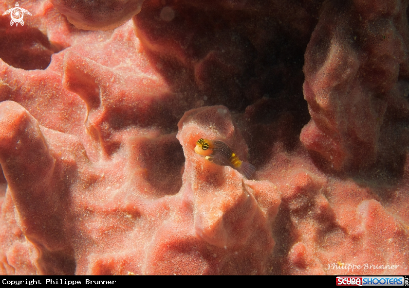 A Blenny