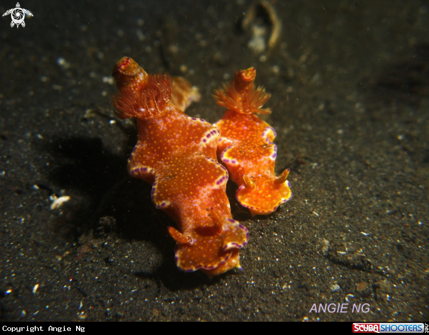 A Nudi