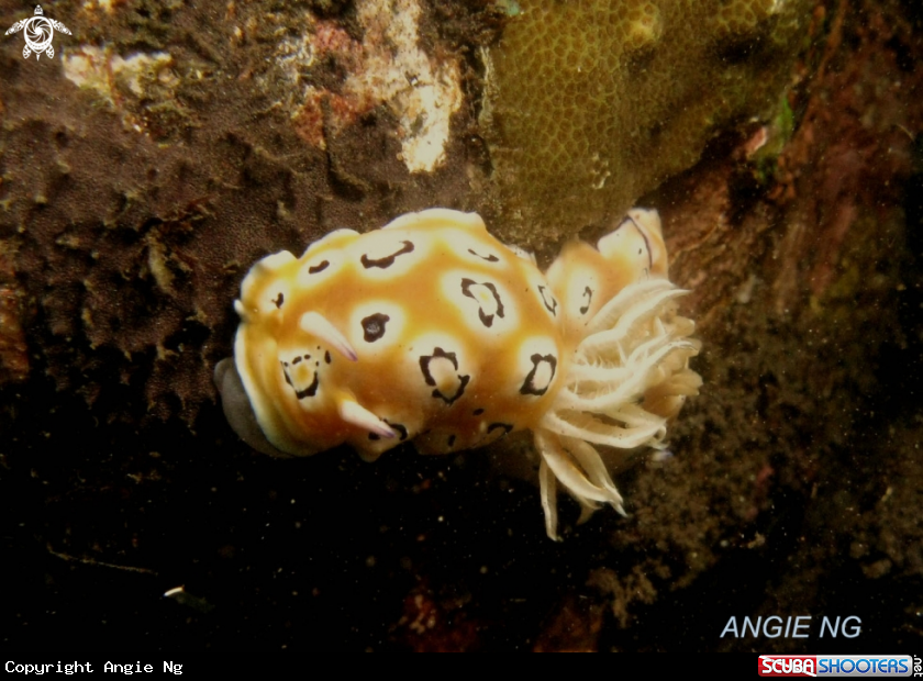 A Nudi