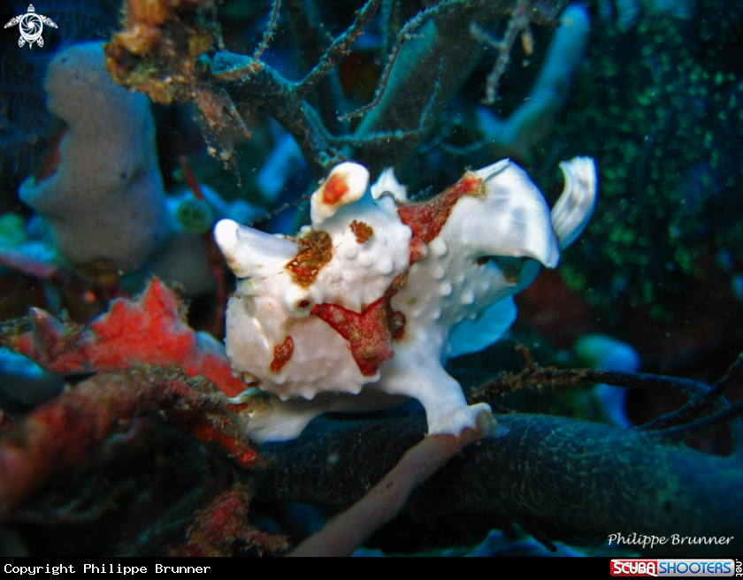 A Arlequin frog fish