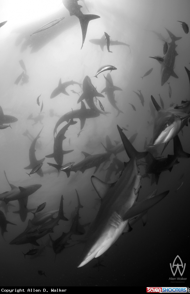 A Oceanic Black Tips