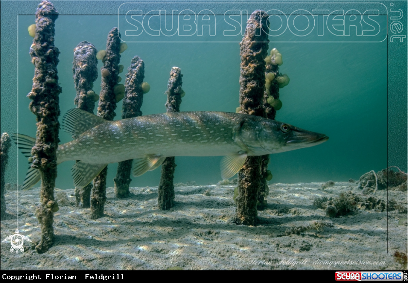 A Pike
