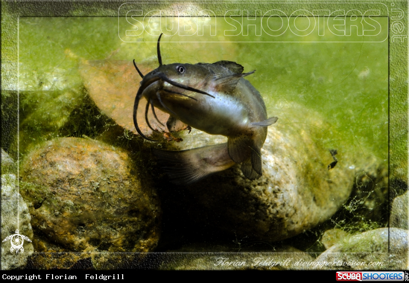 A Catfish 4cm
