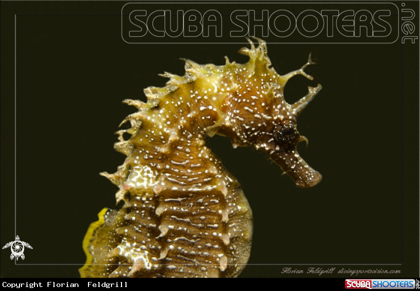 A Croatia Seahorse Adria