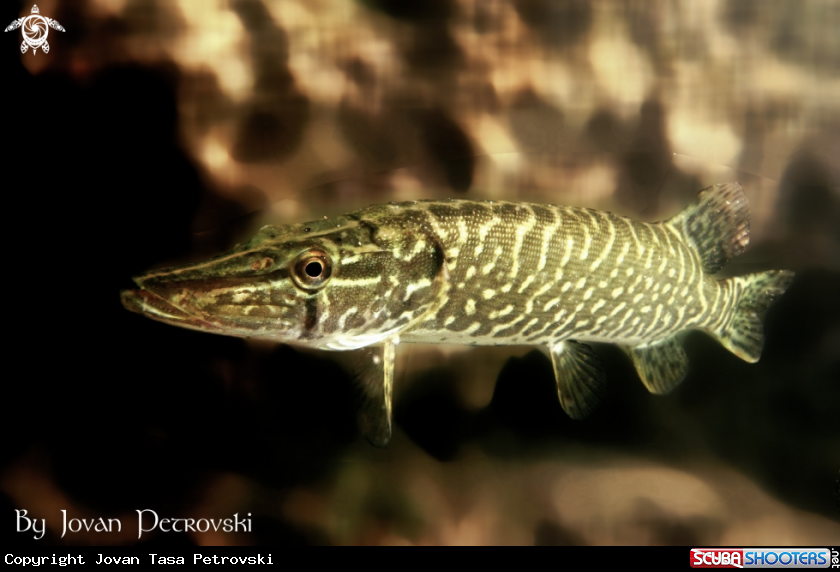 A Štuka / Pike