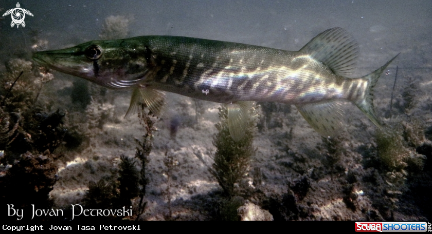 A Štuka / Pike