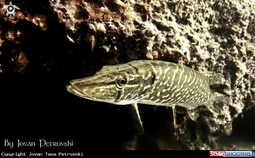 A Štuka / Pike