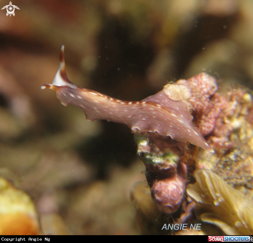 A Nudi