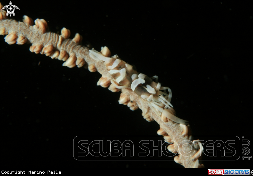A Whip coral Shrimp