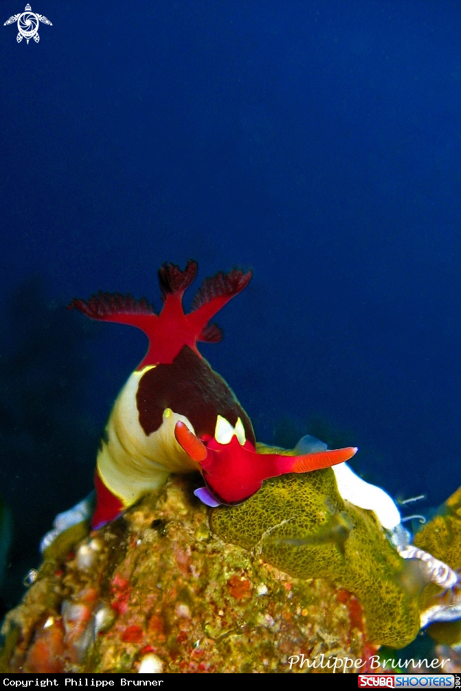 A Nudibranch
