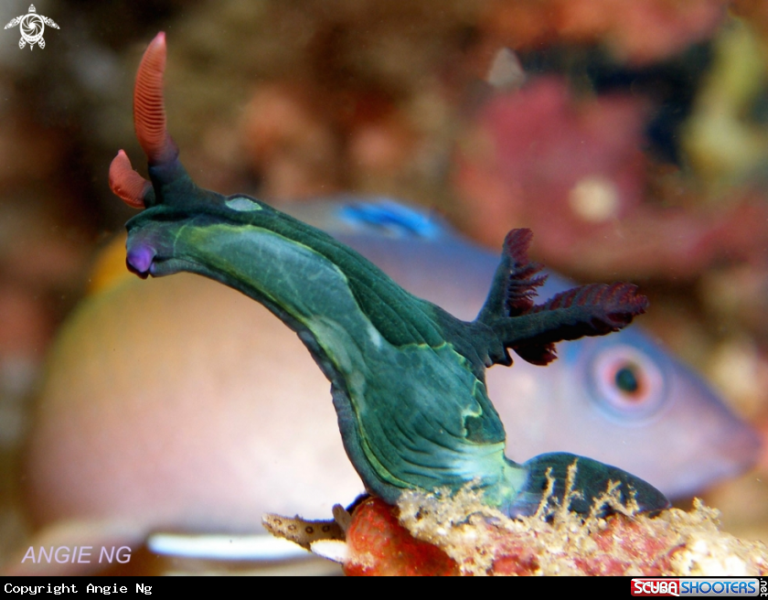 A Nudi