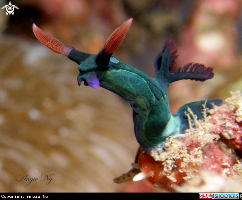 A Nudi