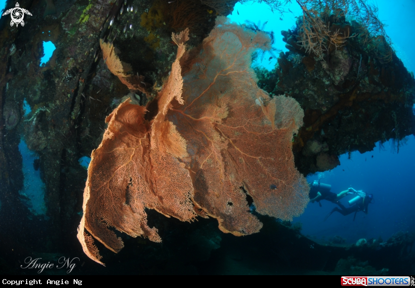 A Coral