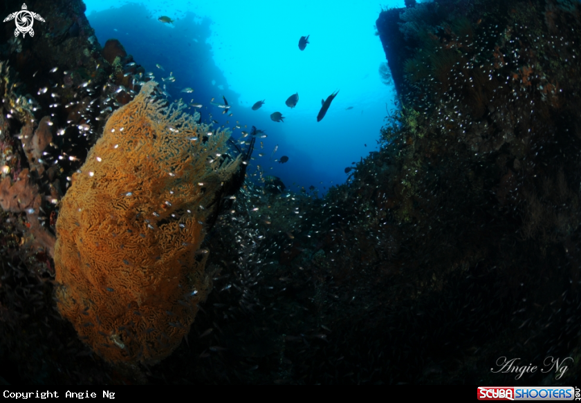 A Coral