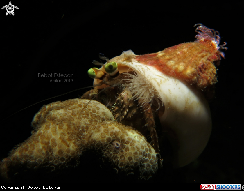 A underwater creature