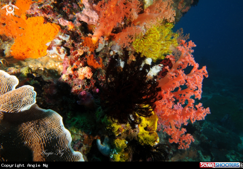 A Coral