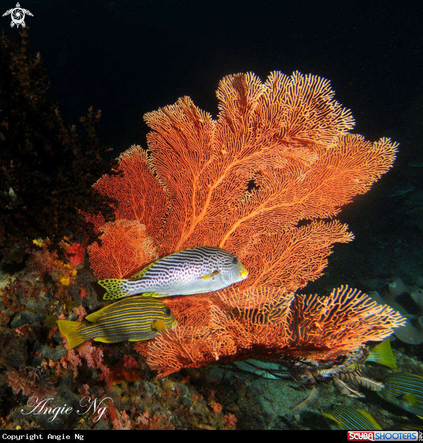 A Sweetlips