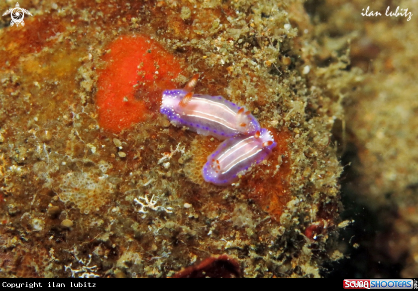 A Nudibranch