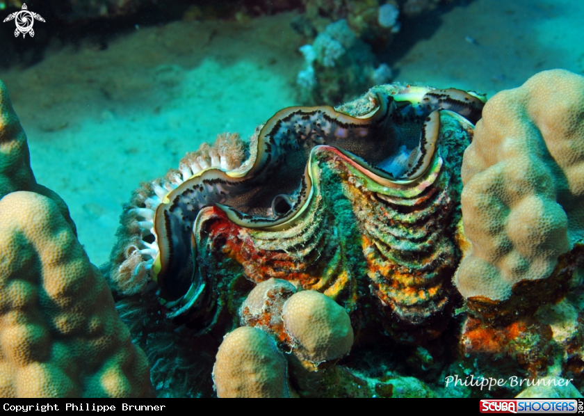 A Giant clam