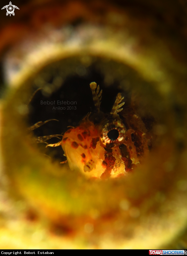 A Lionfish