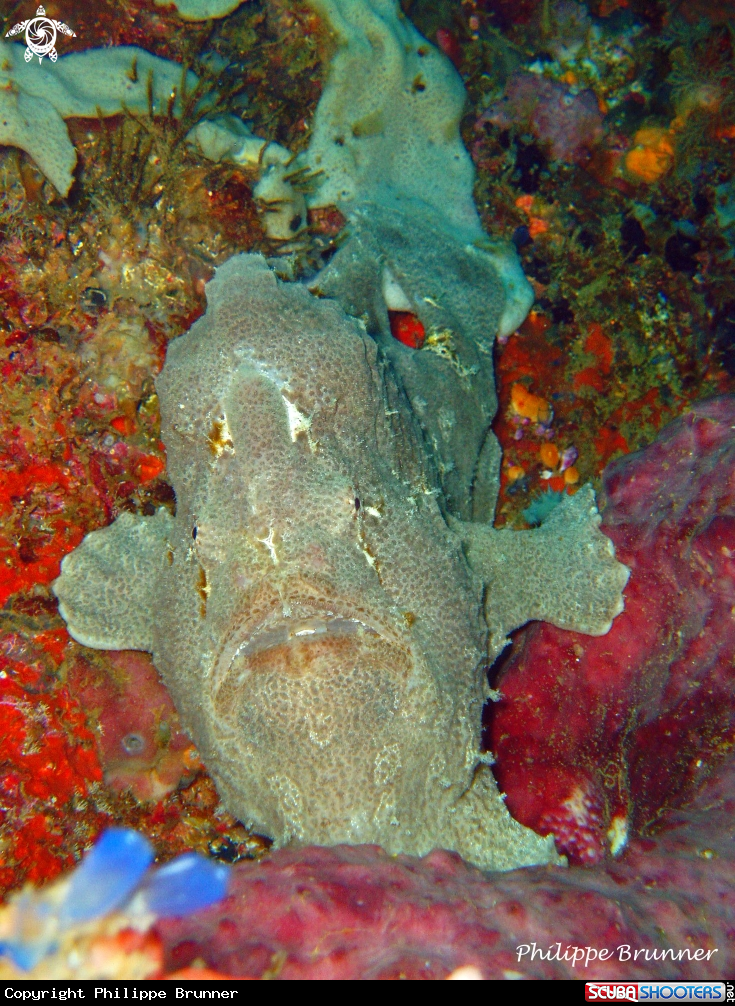 A Frog fish