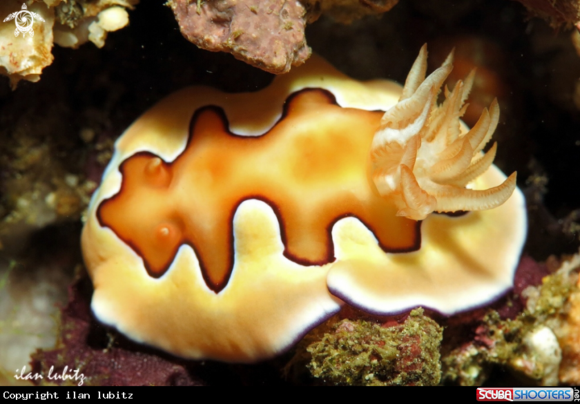 A Nudibranch