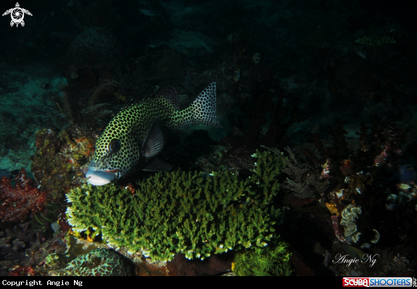 A Sweetlips