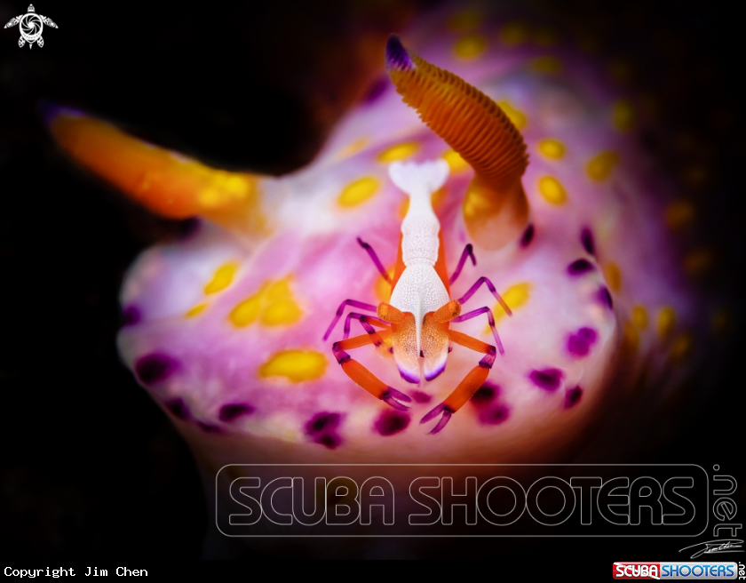 A Emperor Shrimp