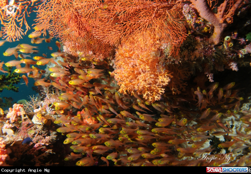 A Cardinalfish
