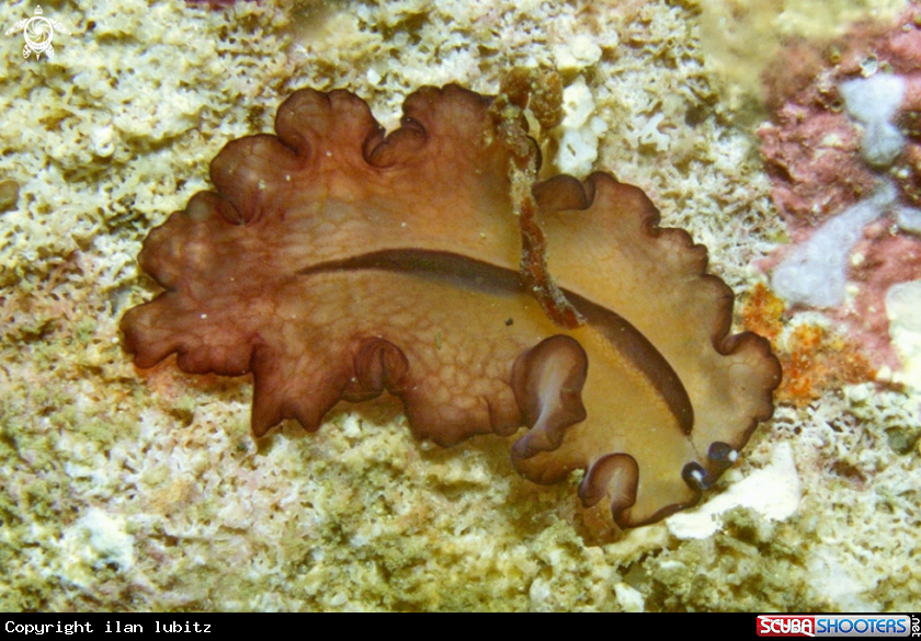 A flat worm