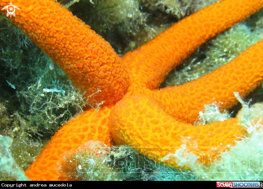 A stella marina rossa