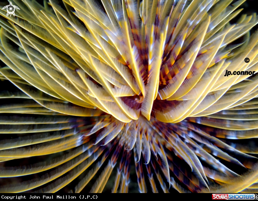 A Spirographe