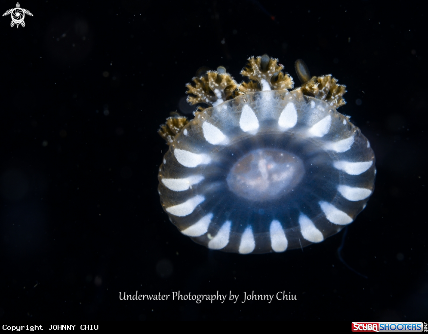 A Jellyfish