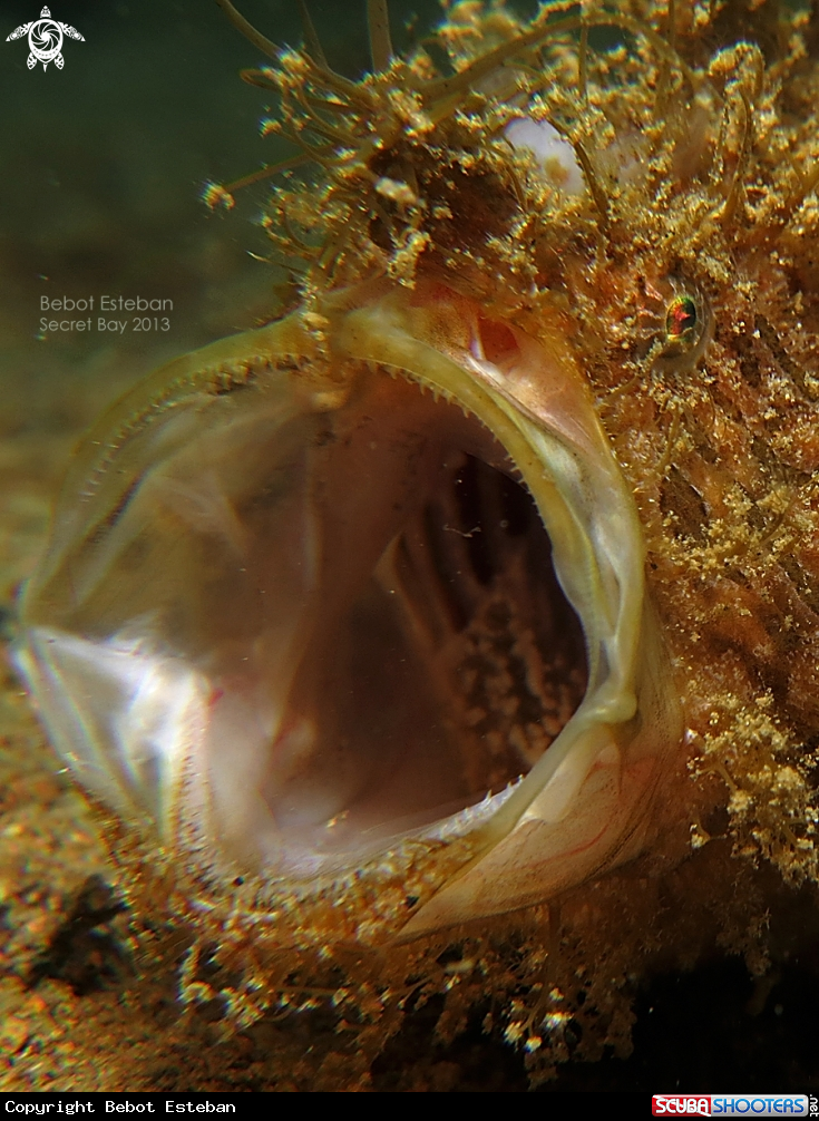 A Hairy Frogfish