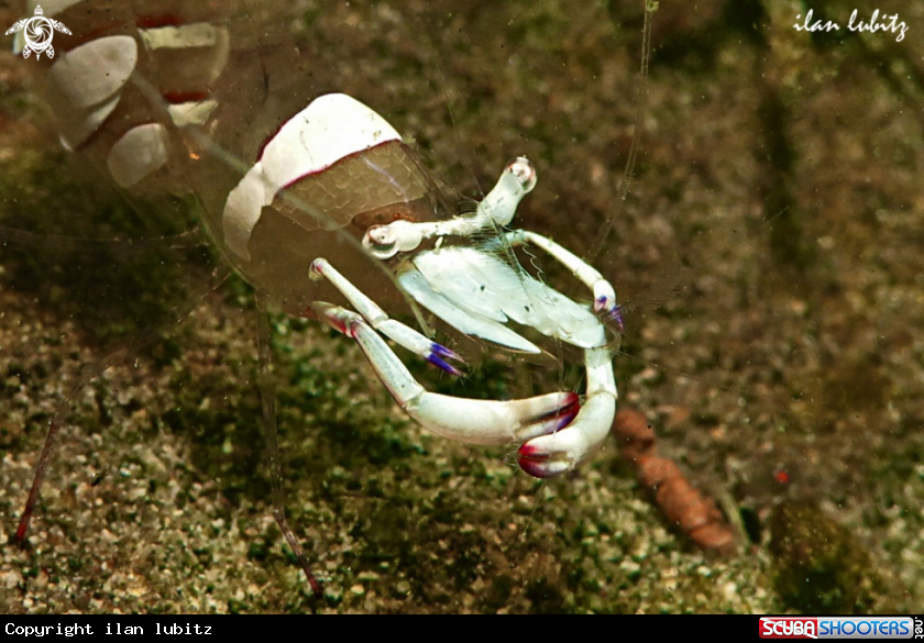 A shrimp