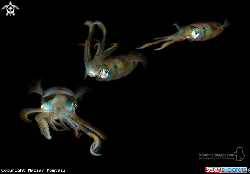 A Bigfin Reef Squid