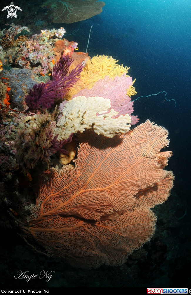 A Sea fans