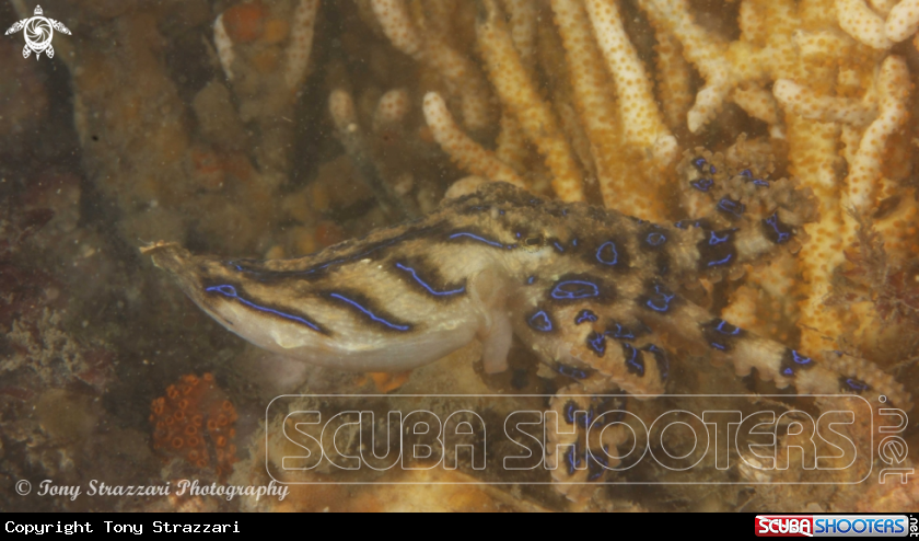 A Blue-lined Octopus