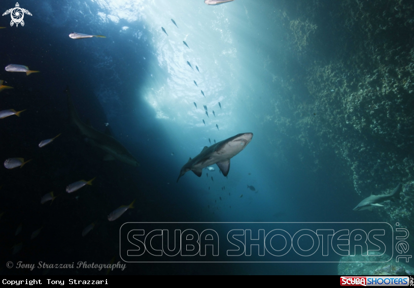A Grey Nurse Shark (Sand Tiger, Ragged Tooth)